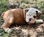 Small Photo #6 Bulldog Puppy For Sale in GREEN FOREST, AR, USA