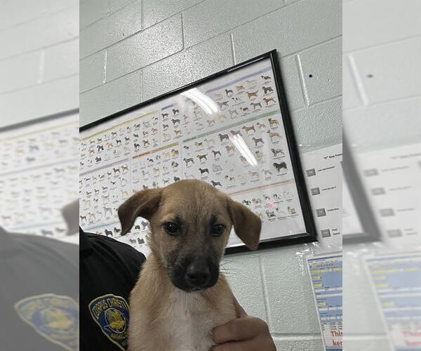 Medium Photo #1 Labrador Retriever-Unknown Mix Puppy For Sale in Corpus Christi, TX, USA