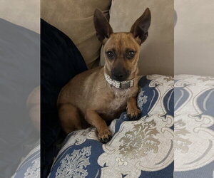 Chihuahua-Unknown Mix Dogs for adoption in Polson, MT, USA