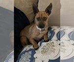 Small Chihuahua Mix
