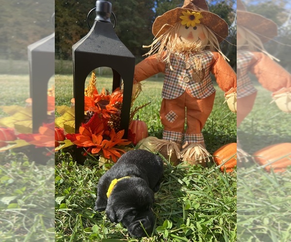 Medium Photo #8 Labrador Retriever Puppy For Sale in NEOLA, WV, USA