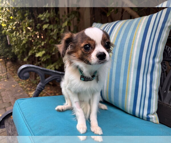 Medium Photo #3 Chion Puppy For Sale in Santa Clara, CA, USA