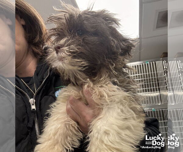 Medium Photo #2 Havashu Puppy For Sale in Washington, DC, USA