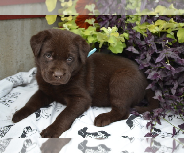 Medium Photo #1 Labrador Retriever Puppy For Sale in GREENWOOD, WI, USA