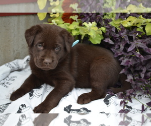 Labrador Retriever Litter for sale in GREENWOOD, WI, USA