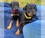 Small Photo #4 Doberman Pinscher Puppy For Sale in MILL SPRING, NC, USA