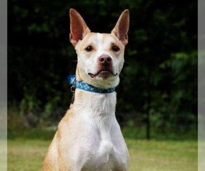 Carolina Dog-Unknown Mix Dogs for adoption in Maryville, TN, USA