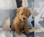 Small Photo #11 Goldendoodle (Miniature) Puppy For Sale in MILWAUKEE, WI, USA