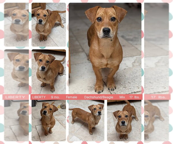 Medium Photo #1 Daug Puppy For Sale in Mesa, AZ, USA