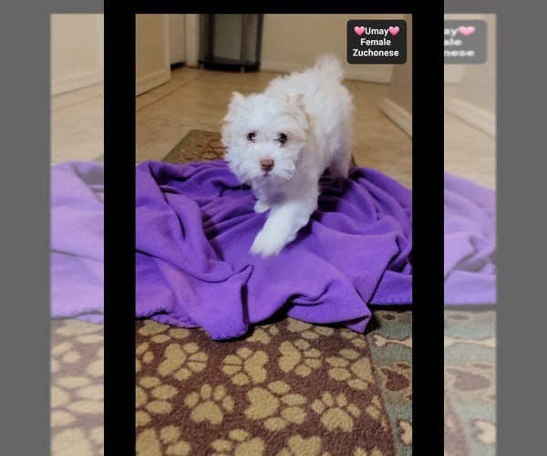 Medium Photo #3 Havanese-Zuchon Mix Puppy For Sale in TUCSON, AZ, USA