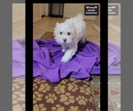 Small #2 Havanese-Zuchon Mix