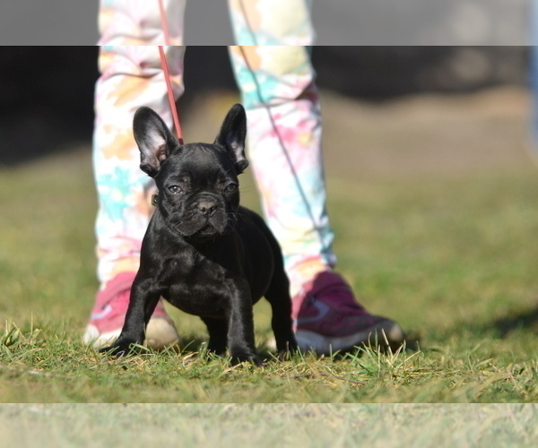 Medium Photo #28 French Bulldog Puppy For Sale in Kiskoros, Bacs-Kiskun, Hungary