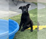 Small #3 Labrador Retriever Mix