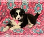 Small Photo #4 Border Collie-Golden Retriever Mix Puppy For Sale in LANCASTER, PA, USA
