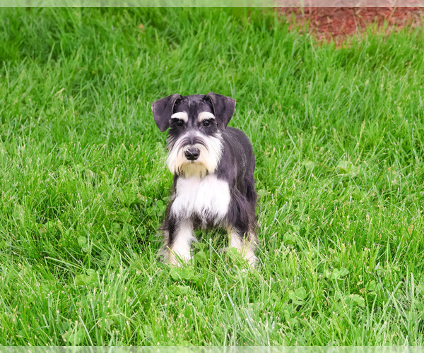 Medium Photo #6 Schnauzer (Miniature) Puppy For Sale in SYRACUSE, IN, USA