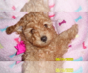 Poodle (Toy) Puppy for sale in DULUTH, GA, USA