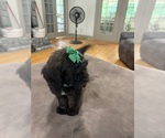 Small #5 Saint Berdoodle