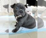 Puppy Puppy 2 French Bulldog