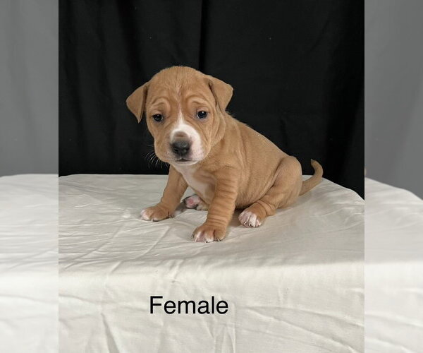 Medium Photo #8 American Pit Bull Terrier-American Staffordshire Terrier Mix Puppy For Sale in Brewster, NY, USA