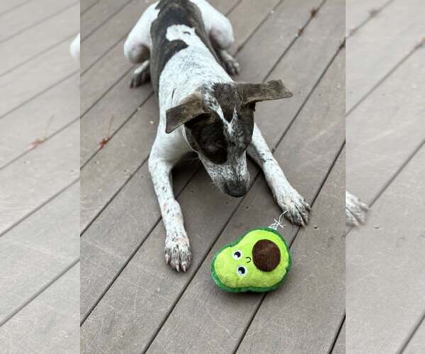 Medium Photo #12 Mutt Puppy For Sale in Woodbury, NY, USA