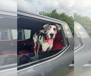 Great Dane Dogs for adoption in Bullard, TX, USA