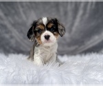 Puppy 2 Cavalier King Charles Spaniel