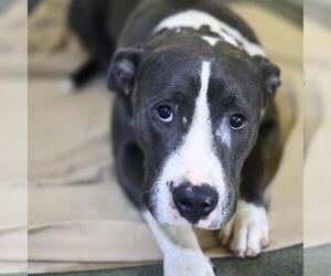 American Staffordshire Terrier-Unknown Mix Dogs for adoption in San Antonio, TX, USA
