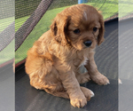 Small Photo #3 Cavalier King Charles Spaniel Puppy For Sale in COULEE DAM, WA, USA