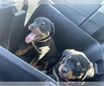 Small Photo #1 Rottweiler Puppy For Sale in BUDA, TX, USA