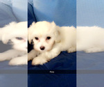 Small #11 Maltipoo (Miniature)