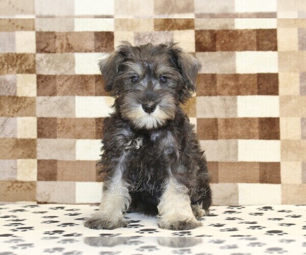 Medium Photo #3 Schnauzer (Miniature) Puppy For Sale in DENVER, PA, USA
