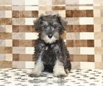 Small #2 Schnauzer (Miniature)