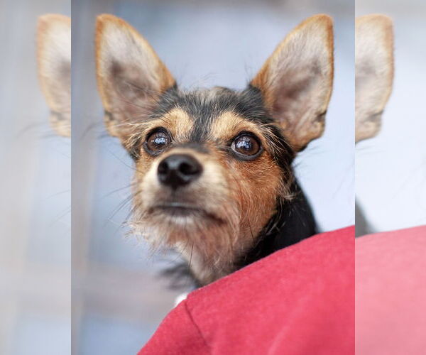 Medium Photo #4 Chihuahua-Unknown Mix Puppy For Sale in Corona, CA, USA