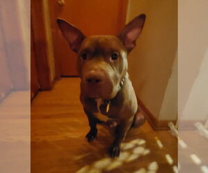 Calvin - Male Mutt Dog for Adoption - Photo #5