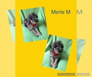 Goldendoodle (Miniature) Puppy for sale in HICKORY, NC, USA