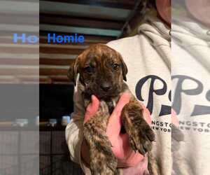 Labrador Retriever-Unknown Mix Dogs for adoption in New York, NY, USA