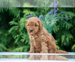 Puppy Peppa Goldendoodle (Miniature)