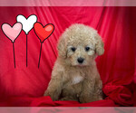 Small Photo #3 Maltipoo Puppy For Sale in SAN FRANCISCO, CA, USA