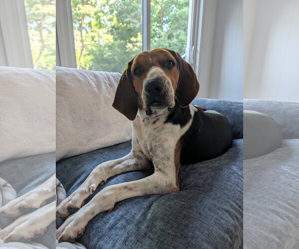 Medium Photo #1 Treeing Walker Coonhound Puppy For Sale in Green Forest, AR, USA