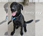 Small Labrador Retriever Mix