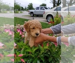Small Photo #1 Goldendoodle Puppy For Sale in AUBURN, IN, USA