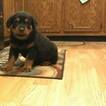 Small Photo #7 Rottweiler Puppy For Sale in EUBANK, KY, USA