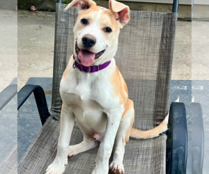 American Pit Bull Terrier-Unknown Mix Dogs for adoption in Calhoun, GA, USA
