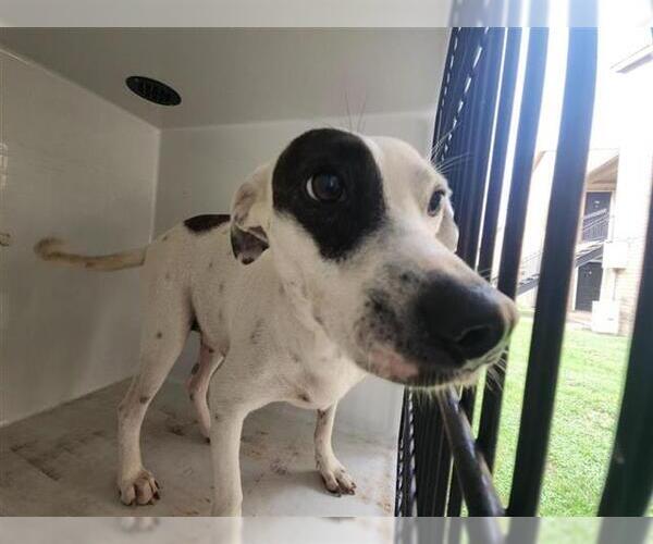 Medium Photo #1 Rat Terrier-Unknown Mix Puppy For Sale in Houston, TX, USA