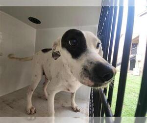 Rat Terrier-Unknown Mix Dogs for adoption in Houston, TX, USA