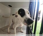 Small Rat Terrier Mix