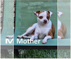 Mother of the Chihuahua puppies born on 01/06/2025