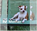 Small Photo #1 Chihuahua Puppy For Sale in MOUNT AIRY, NC, USA