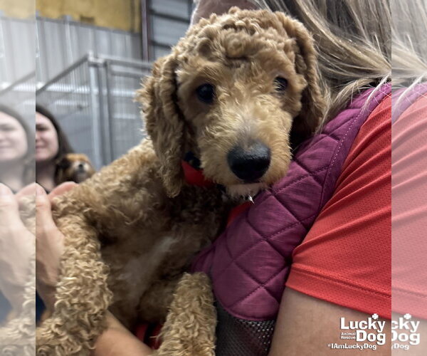 Medium Photo #2 Mutt Puppy For Sale in Washington, DC, USA