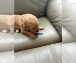 Puppy green Golden Retriever